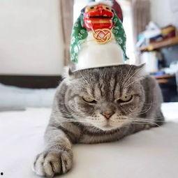 已经过气的 网红喵,喵星人喵语不再风靡