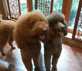 明星买的泰迪,揭秘明星与萌宠的甜蜜时光