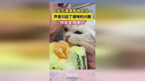 猫咪吃瓜声音,猫咪吃瓜的趣味瞬间
