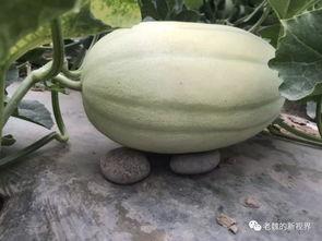 吃瓜的瓜怎么找,揭秘网络流行语的奥秘