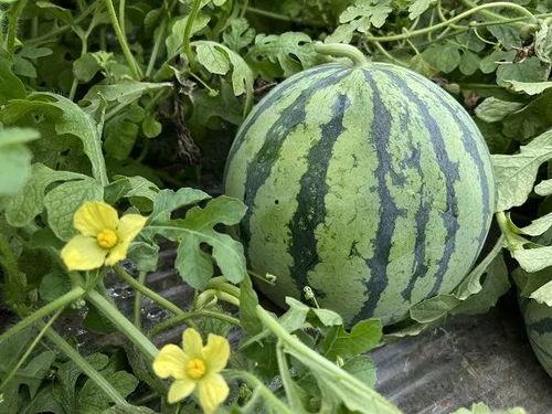 吃瓜后不舒服咋办,如何应对与缓解不适感