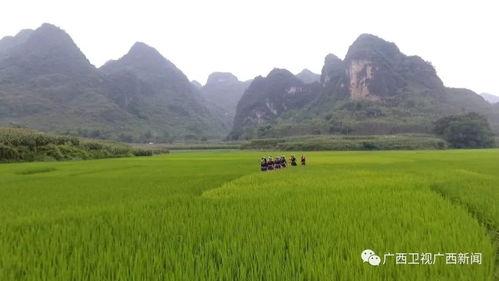 广西卫视新闻头条视频,聚焦区域发展新动态，共话壮乡繁荣未来