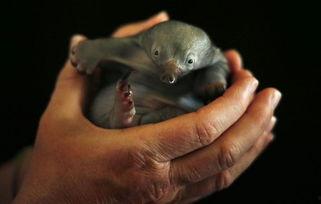 头条小动物的故事,头条小动物的欢乐冒险之旅