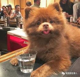 和网红长得像的狗狗