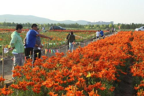 网红家门口的草原,诗意栖息的绿色画卷